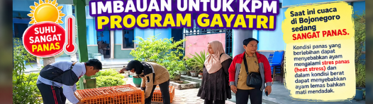 Cuaca Panas, Ayam KPM Gayatri Harus Tetap Happy!